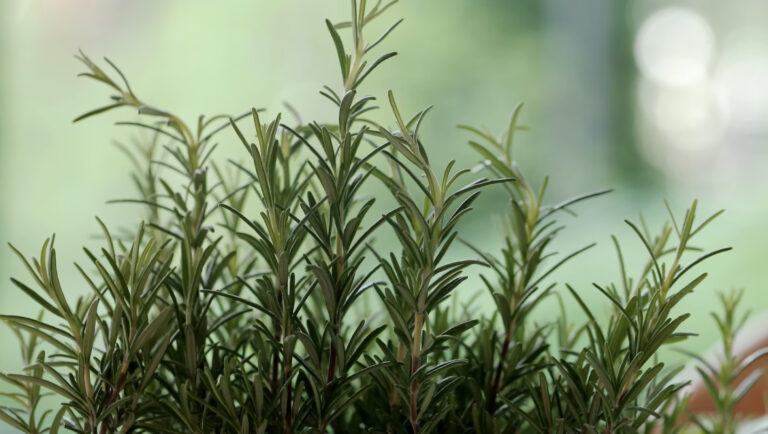 foto de plantas usadas na fitoterapia